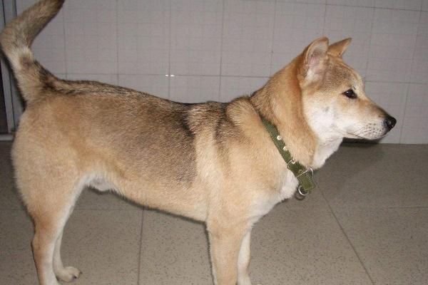 中华田园犬的缺点，血缘很杂且品相不那么美观