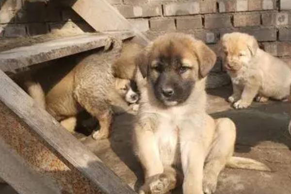 中华田园犬的缺点，血缘很杂且品相不那么美观