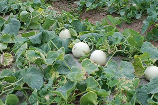 甜瓜长蛆如何防治，摘除并收集落地烂瓜可减少虫源