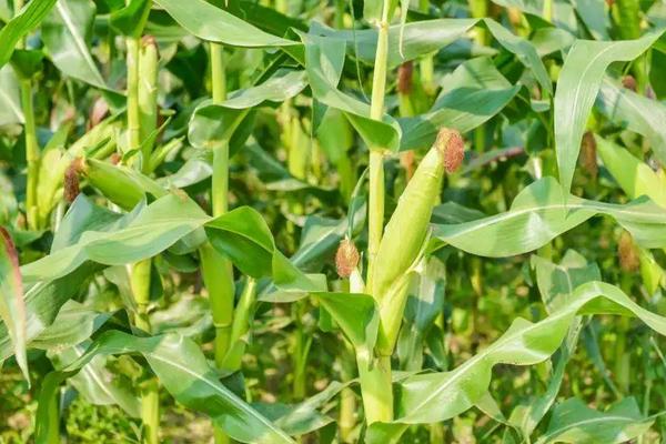 兆育616玉米种子特征特性，适宜播种期4月下旬至5月上旬