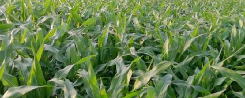 苏糯6号玉米品种的特性，密度3500株/亩左右
