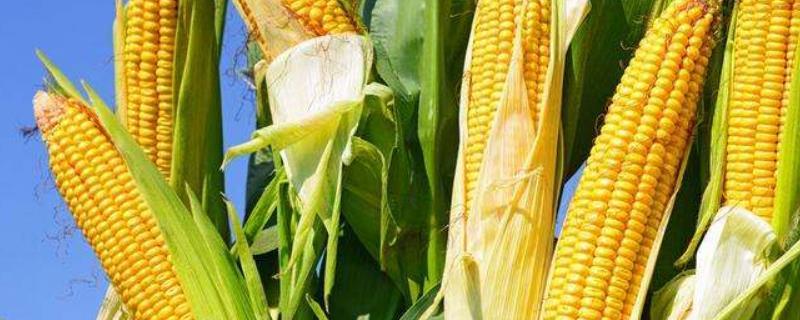 MC922玉米种子特点，密度4500株/亩左右