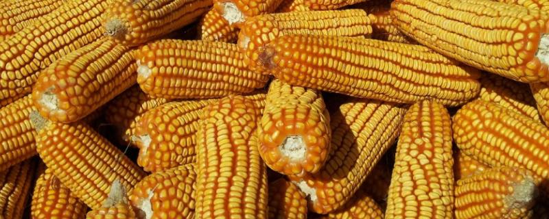 中农大201玉米种子简介，中抗小斑病