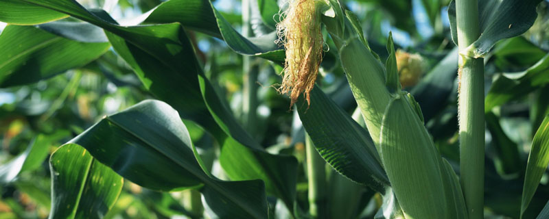 加多兴939玉米品种的特性，中抗茎腐病