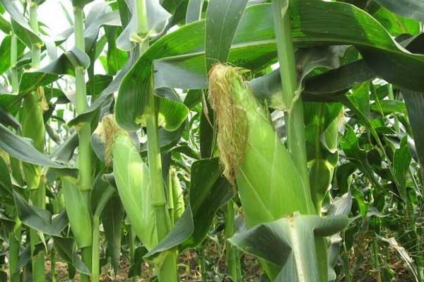 MC922玉米种子特点，密度4500株/亩左右