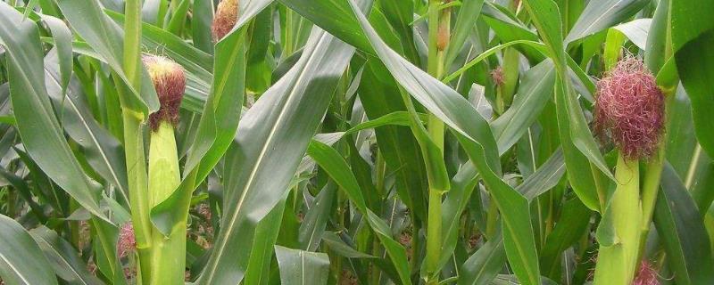 陕单8807玉米种子简介，密度4500—5000株/亩