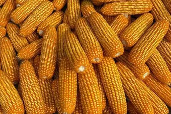 鲁单8037玉米种简介，密度4500株/亩左右