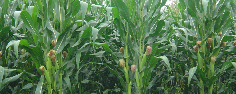 现代455玉米品种的特性，中抗穗腐病
