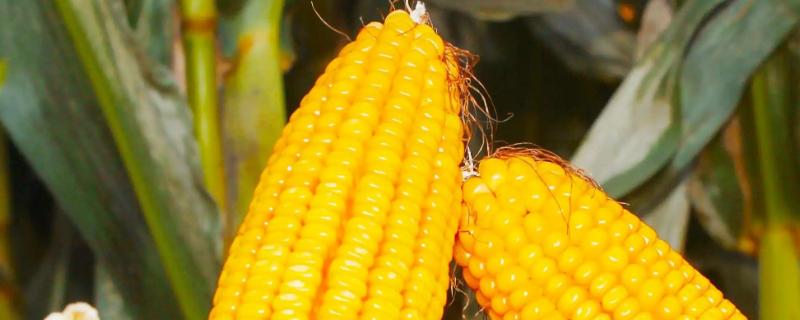 京科283玉米种子特点，中抗茎腐病