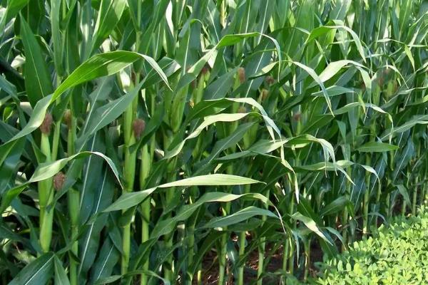 珺玉106玉米品种简介，适宜播种期6月上中旬