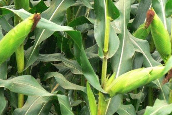 农单253玉米品种的特性，密度4500株/亩左右