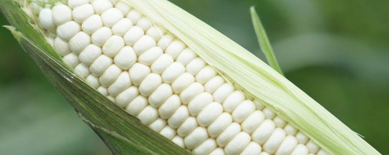 农单253玉米品种的特性，密度4500株/亩左右