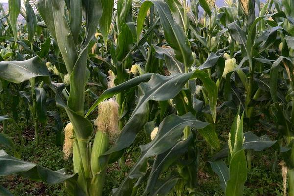 先玉2002玉米种简介，密度4000株/亩左右
