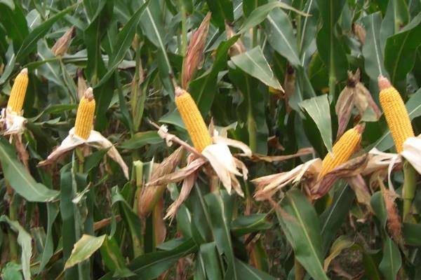 瑞普9013玉米种子简介，适宜播种期4月下旬—5月上旬