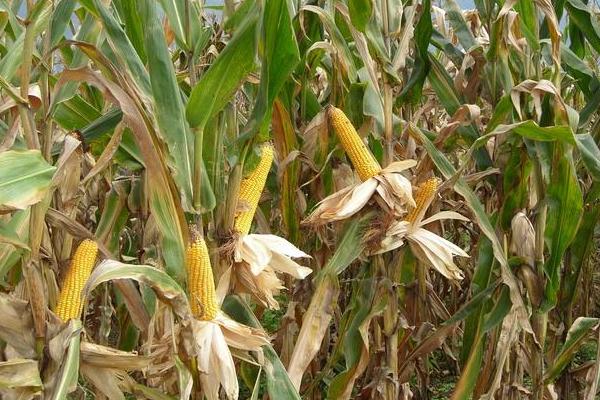 瑞普9013玉米种子简介，适宜播种期4月下旬—5月上旬