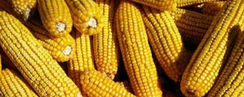 利合2176玉米种子特点，适宜播种期4月上旬—5月上旬