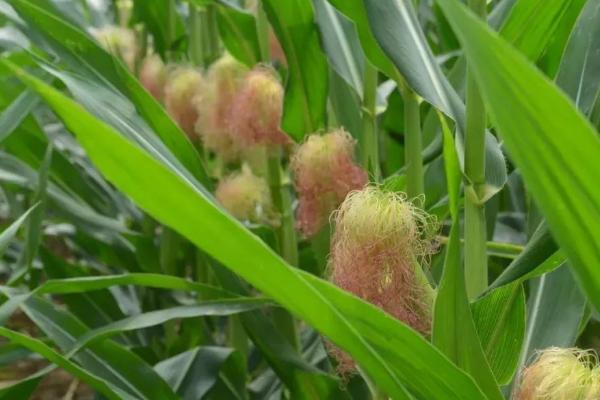 金天山633玉米品种简介，适宜播种期4月中旬到5月上旬