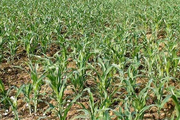 金天山633玉米品种简介，适宜播种期4月中旬到5月上旬