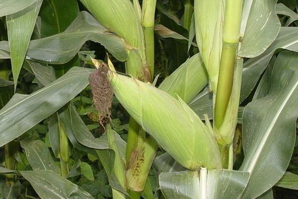 利合2162玉米种简介，中抗茎腐病