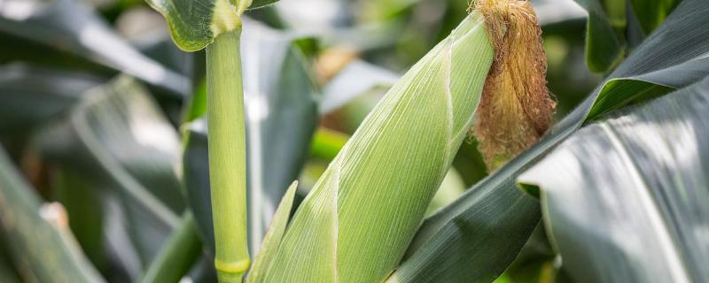 ZD2020玉米种子介绍，适宜播种期4月下旬至5月中旬
