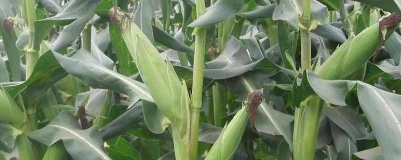 ZD2014玉米种简介，适宜播种期4月下旬至5月上旬