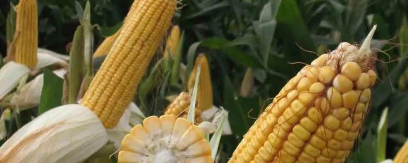 德科061玉米种子简介，密度5500株/亩左右