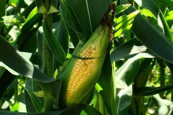 亚盛13号玉米种子简介，适宜播种期4月中下旬
