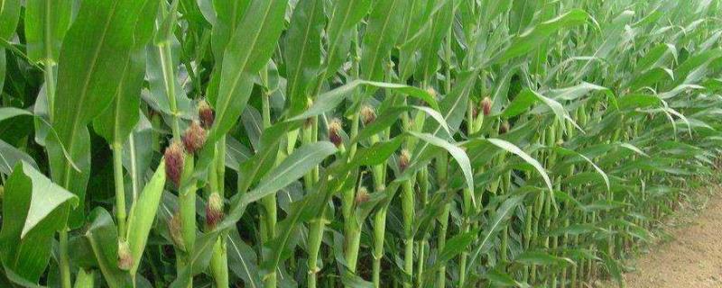 GX5522玉米种简介，适宜播种期4月下旬至5月中旬