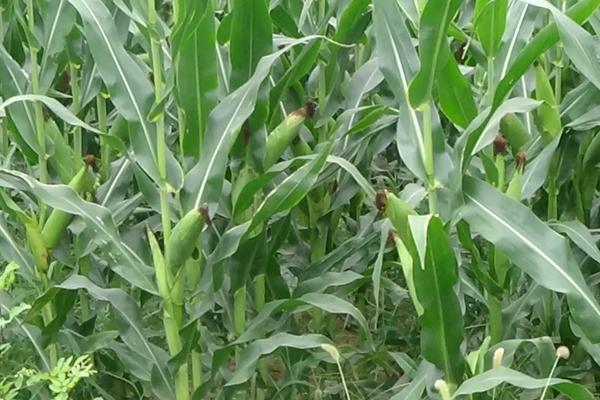 GX5522玉米种简介，适宜播种期4月下旬至5月中旬