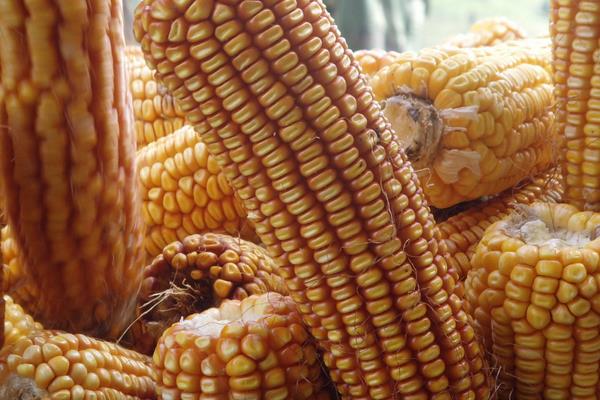 郁收成69玉米种子特征特性，适宜播种期4月下旬至5月上旬