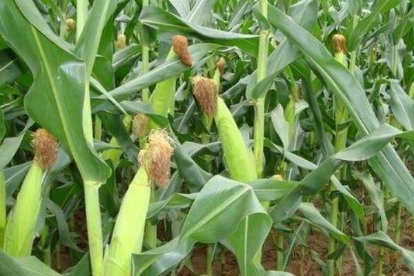 郁收成69玉米种子特征特性，适宜播种期4月下旬至5月上旬