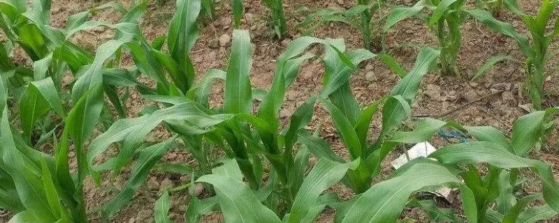 富民818玉米种简介，中抗茎腐病