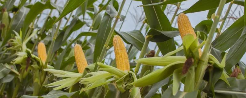 M399玉米种子简介，密度4500株/亩左右