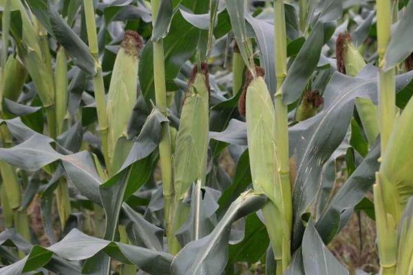 迪卡2036玉米品种的特性，密度4000—5000株/亩