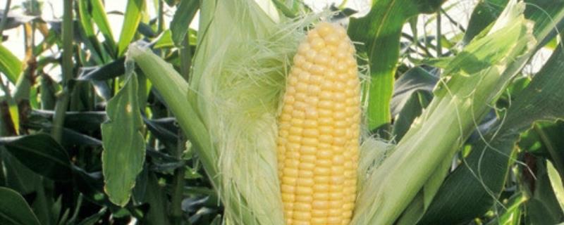 S377玉米品种的特性，适宜播种期4月下旬至5月上旬