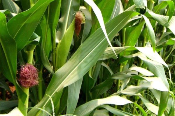 富民520玉米品种的特性，适宜播种期4月下旬至5月上旬