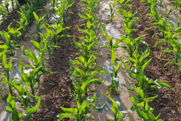 S377玉米品种的特性，适宜播种期4月下旬至5月上旬
