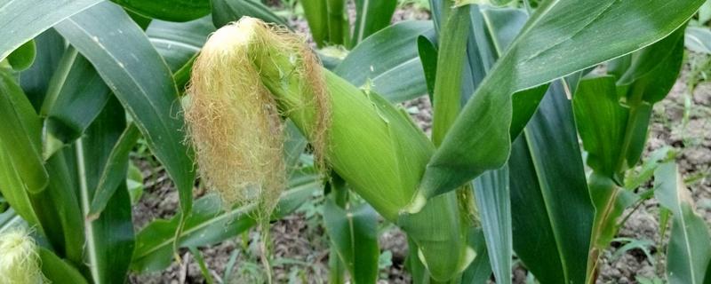 恒宇319玉米种子特点，适宜播种期4月下旬至5月上旬