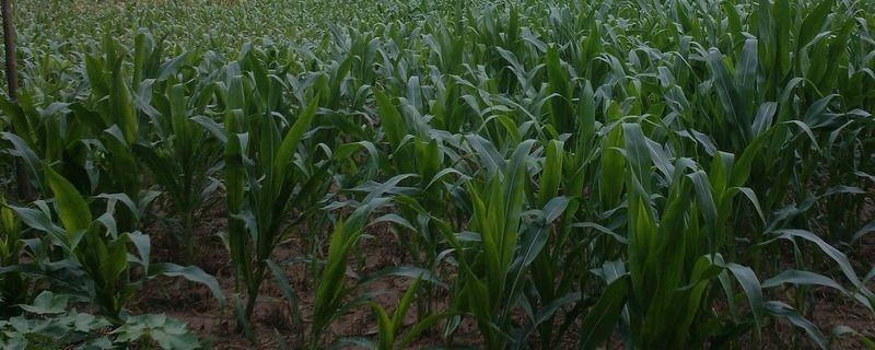 HF101玉米种简介，密度4500株/亩左右