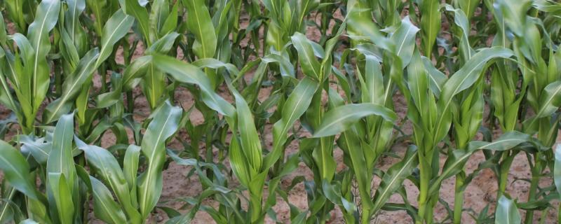 HF1088玉米种子介绍，密度4500株/亩左右