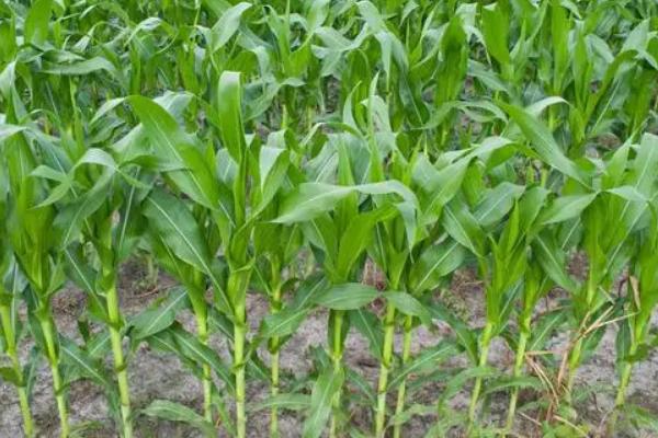 鑫满仓916玉米种子介绍，密度4000—4500株/亩