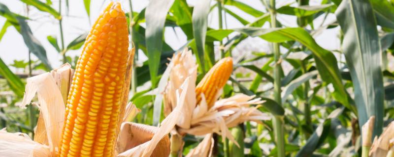 鑫满仓916玉米种子介绍，密度4000—4500株/亩