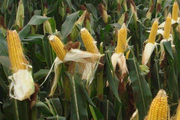 裕丰627玉米品种的特性，适宜播种期4月下旬到5月上旬