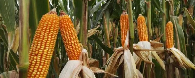 CN403玉米种子简介，密度4500株/亩左右