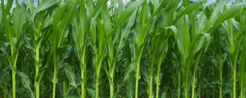 东农299玉米种子介绍，密度4500株/亩左右