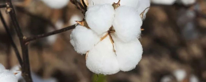 中棉所9C04棉花品种简介，综合防治”的植保方针
