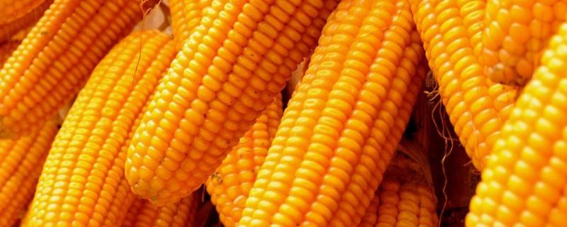 金粮526玉米种子特征特性，适宜播种期4月下旬至5月上旬