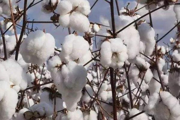 新陆棉3号棉花种子简介，非转基因早熟常规棉花品种