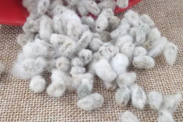 硕丰15025棉花种子特征特性，播种期在4月5日至4月20日