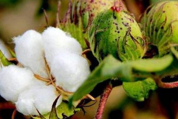 新陆棉3号棉花种子简介，非转基因早熟常规棉花品种